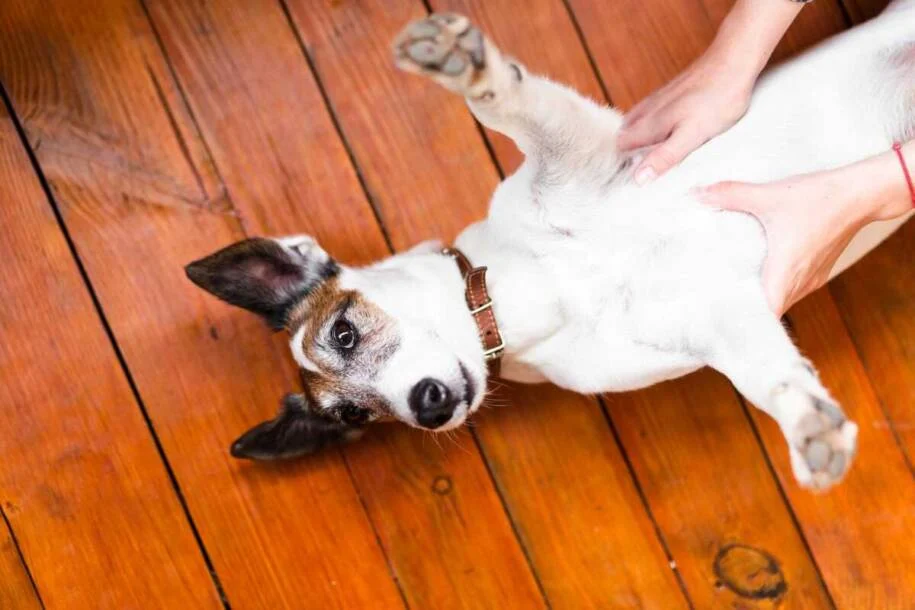 Veterinária Nathália Starek alerta sobre cuidados com pets no frio intenso