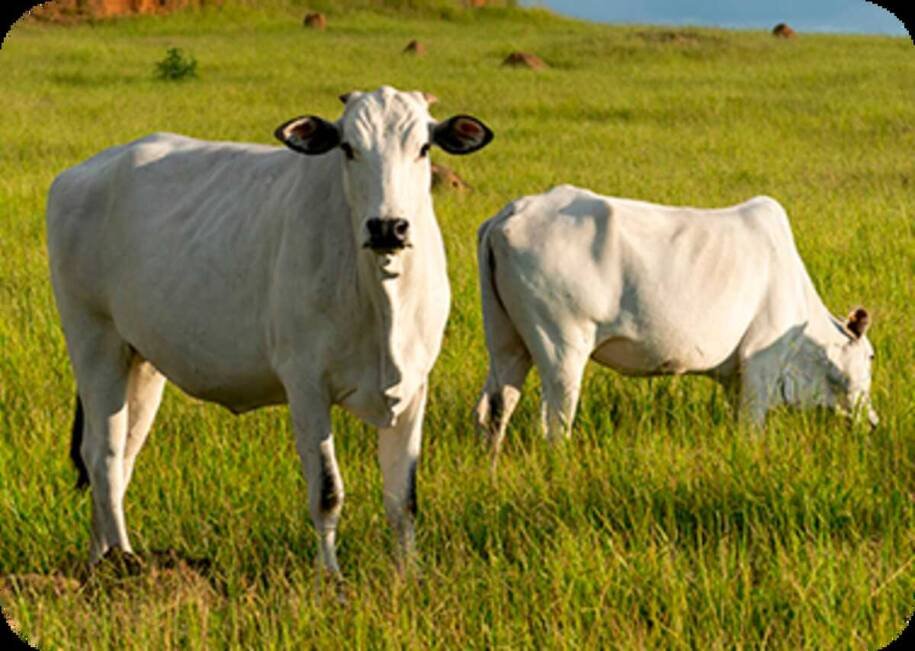 ABPO revela avanço da pecuária sustentável com 85 mil abates no Pantanal