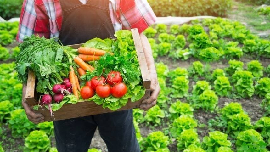 Agricultores do Brasil enfrentam desafios e são essenciais para a economia