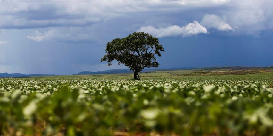 Banco do Brasil e Banco do Nordeste enfrentam críticas por R$ 92,4 bi em crédito rural
