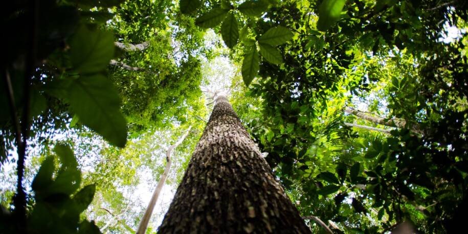 BNDES lança ProFloresta+ e promete mobilizar R$ 6 bilhões para restaurar 60 mil hectares