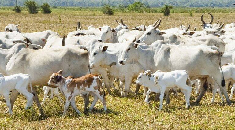 Brasil reafirma compromisso com a União Europeia e controla antimicrobianos na produção