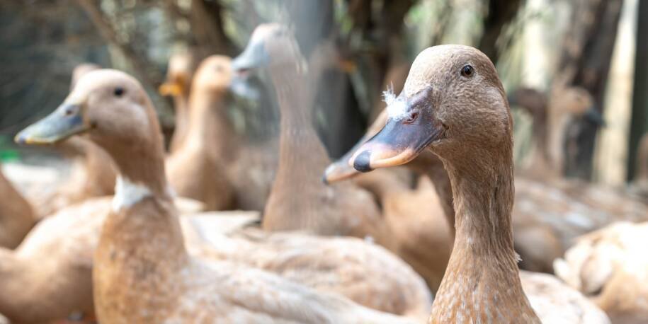 Brasil sanciona Lei 15.475 e proíbe foie gras após pressão de ONGs de proteção animal