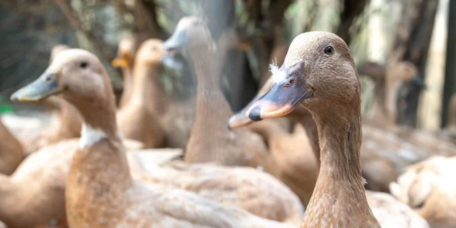 Brasil sanciona Lei 15.475 e proíbe foie gras após pressão de ONGs de proteção animal