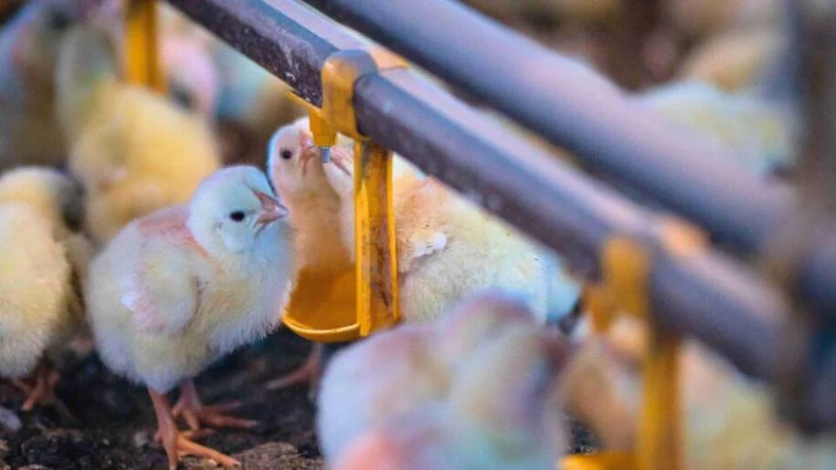 China se torna concorrente do Brasil e ameaça mercado de frango em 2026