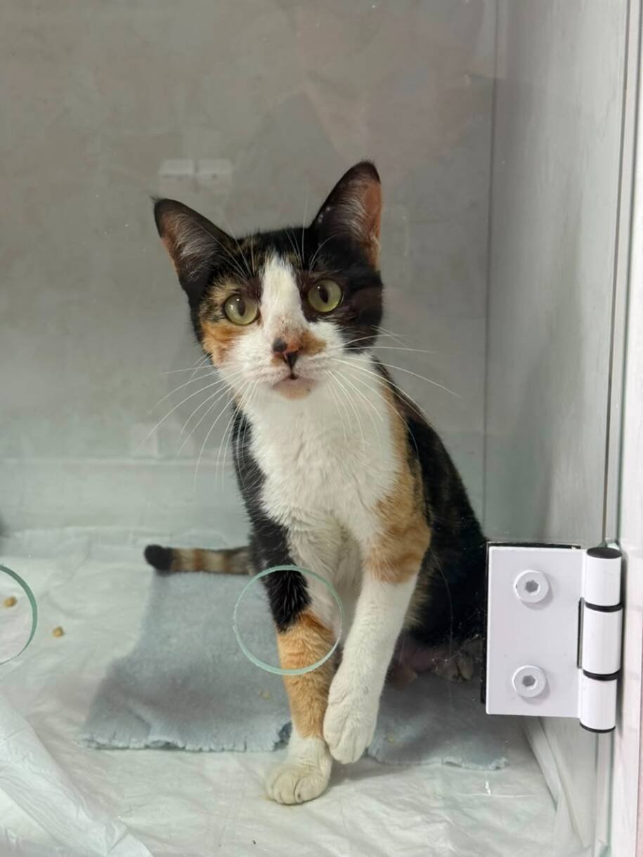 DABA de Itapema revela 40 cães e gatos prontos para adoção e convoca moradores