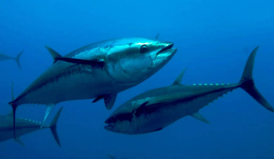 EUA aplicam tarifa de 25% e Brasil comemora isenção de peixes selecionados