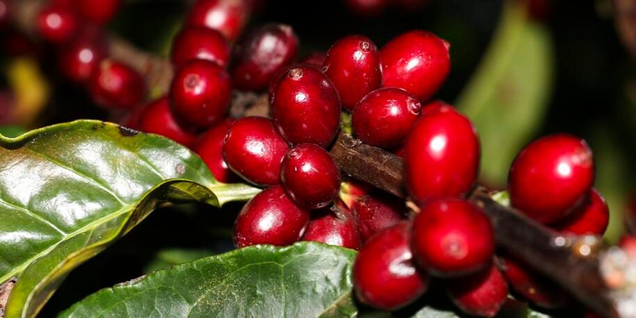 EUA impõem tarifa de 25% a produtos brasileiros, mas café e carne estão isentos