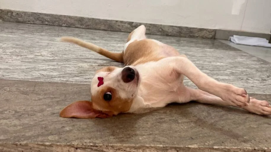 FUCAM alerta sobre cuidados essenciais com animais em enchentes em Camboriú