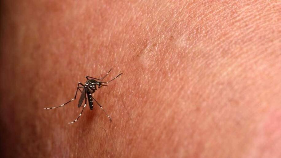 Mato Grosso do Sul registra recorde de 28 mortes por chikungunya em 2026