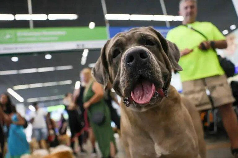 Ministério do Turismo convoca empresários e turistas para mapeamento pet friendly