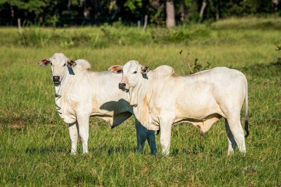 NovilhoCoop gera R$ 7 milhões em economia e projeta R$ 10 milhões em 2026