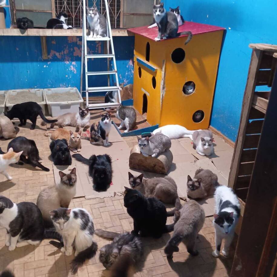 ONG Divinos Guerreiros busca novo abrigo para 200 animais ameaçados de rua