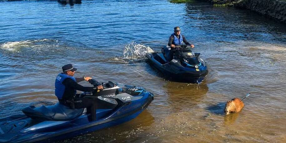 Secretaria do Meio Ambiente investiga capivara morta com flecha em Guarapiranga