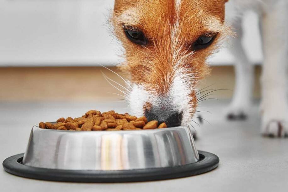 Veterinária alerta: Frango e farinha de trigo podem causar alergias em pets