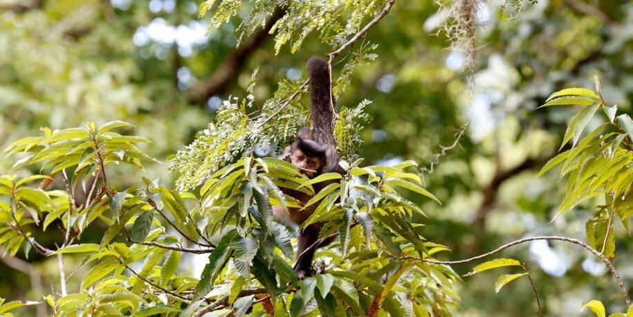 Articulação Brasileira pelos Direitos da Natureza cobra compromisso de candidatos