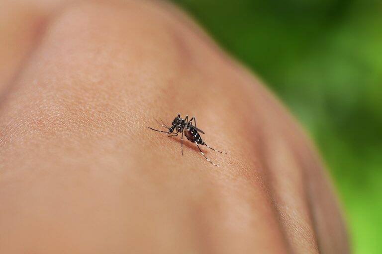 Infectologista alerta: dengue, zika, chikungunya e Oropouche exigem cuidado e diagnóstico