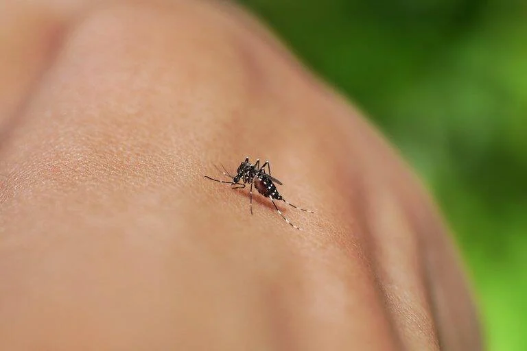 Infectologista alerta: dengue, zika, chikungunya e Oropouche exigem cuidado e diagnóstico