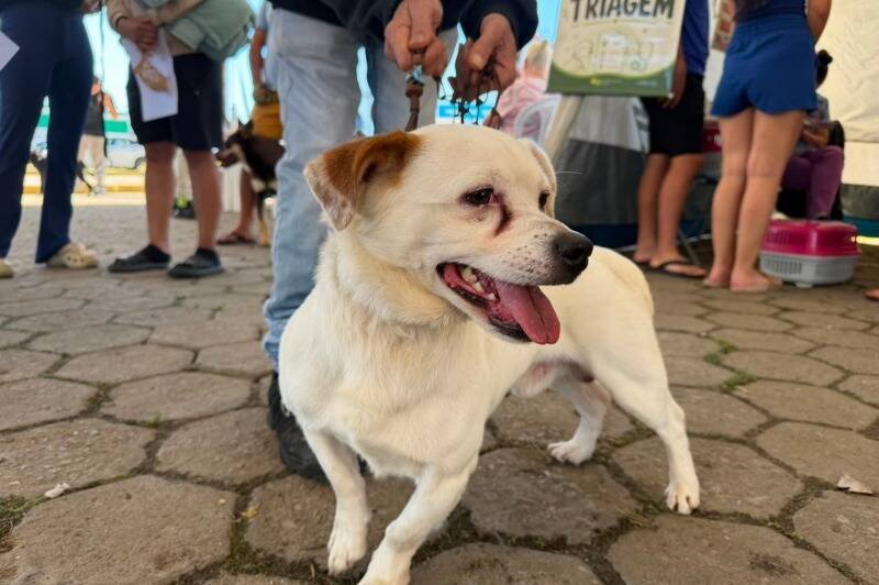 INIS realiza 204 castrações em mutirão no Dom Bosco e alerta sobre faltas