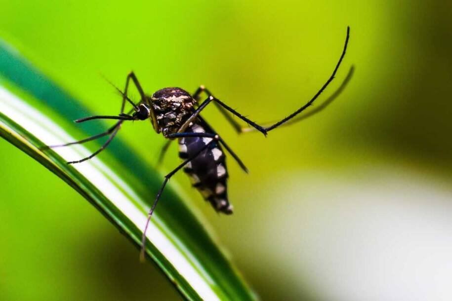 Mato Grosso do Sul registra 30 mortes por chikungunya e 10 mil casos confirmados