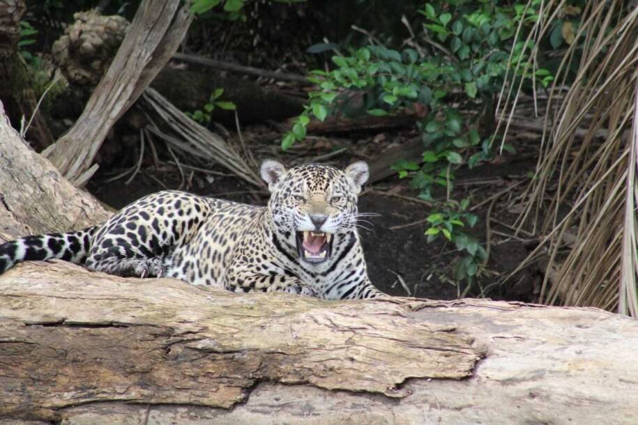Onça-pintada ataca cachorro em Corumbá e gera alerta após 4 registros