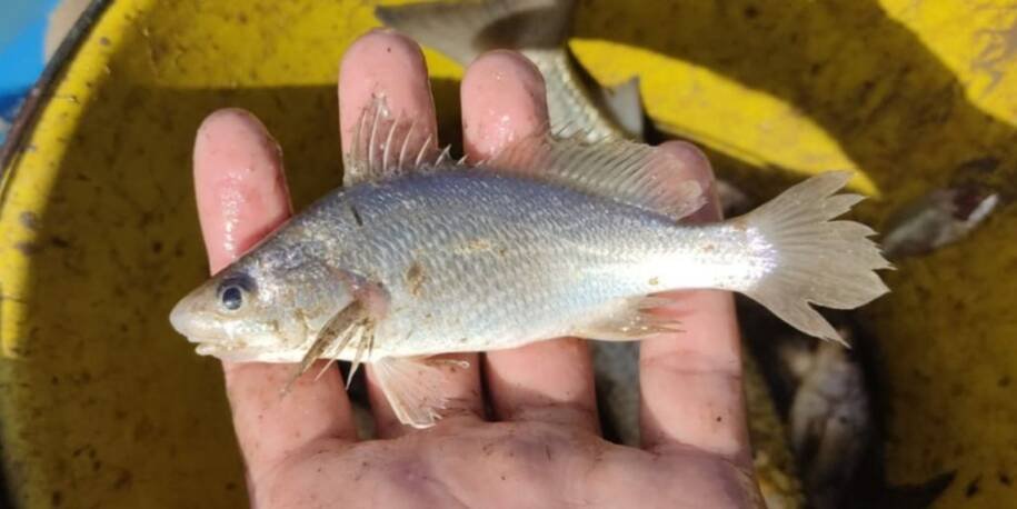 Pesquisadores da UFRJ revelam deformidades alarmantes em peixes do Espírito Santo