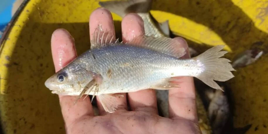 Pesquisadores da UFRJ revelam deformidades alarmantes em peixes do Espírito Santo