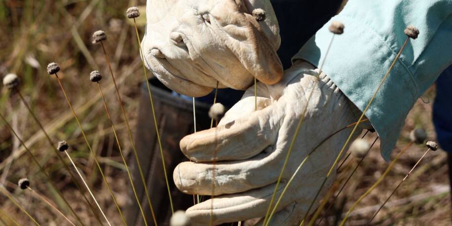 Pesquisadores da Vale redescobrem plantas extintas há 30 anos em Minas Gerais