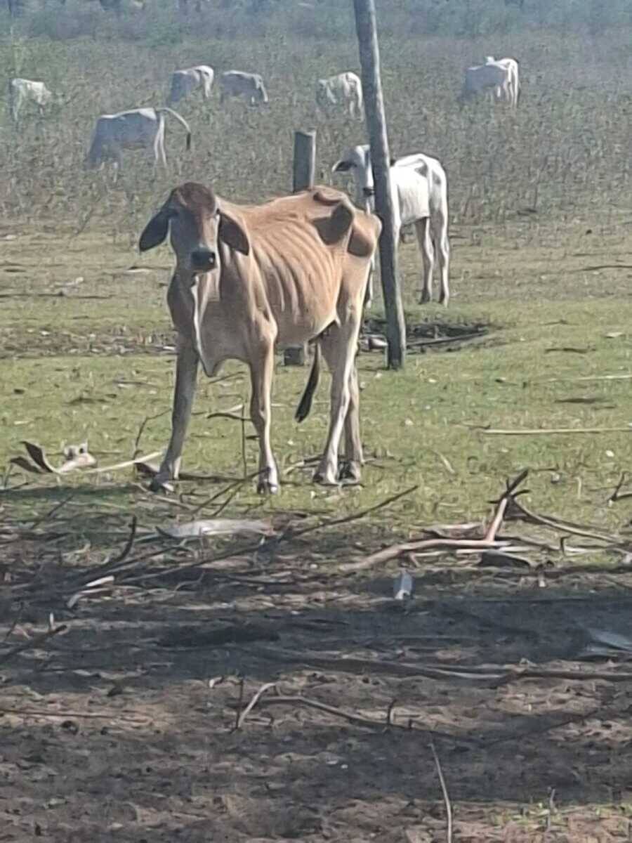 Ricardo Cavassa cobra Vilmar Silveira por 420 bovinos abandonados na Fazenda Vai Quem Quer