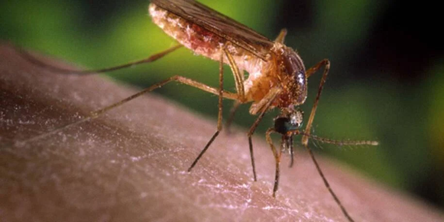 São Paulo confirma casos de febre do Nilo Ocidental e gera alerta de saúde