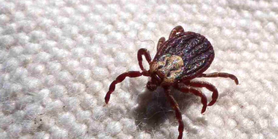 São Paulo registra 18 mortes por febre maculosa e alerta para riscos sérios