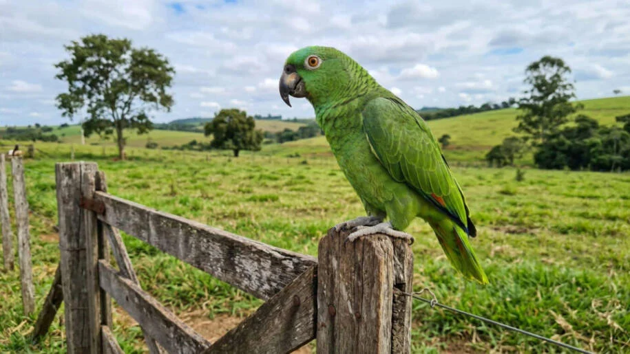 TRF1 revoga proteção a Cleviane e permite que Ibama apreenda papagaio Bicudo