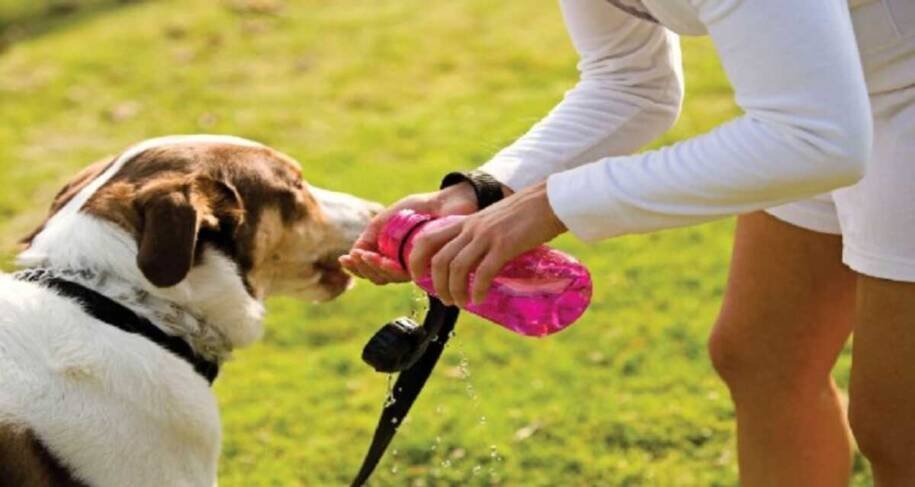 Veterinários alertam: tempo seco afeta saúde de cães e gatos com riscos graves