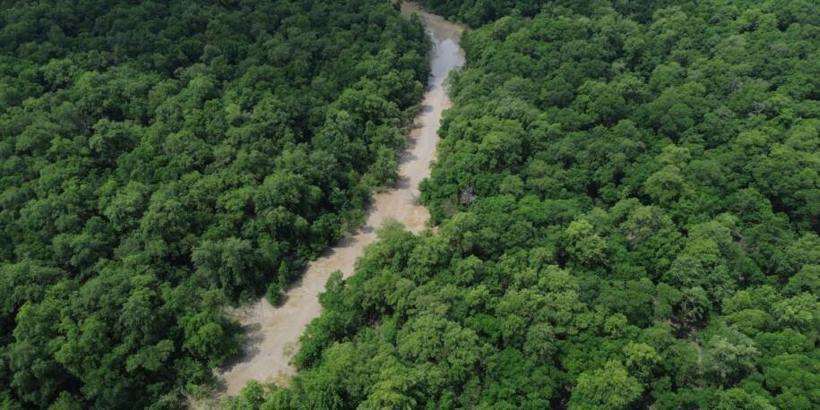 Amazônia de Pé mobiliza 20 mil ativistas para garantir votos pela floresta