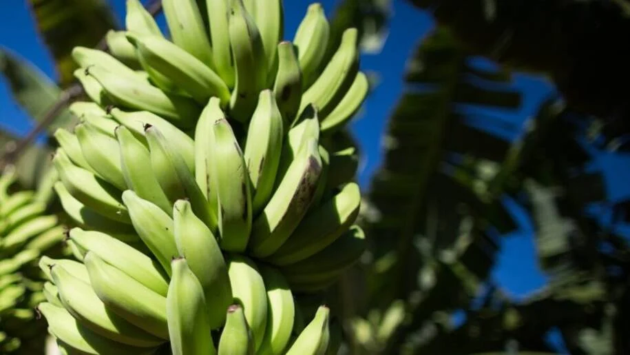 Banana-prata enfrenta desafios logísticos para conquistar mercado dos EUA