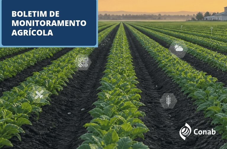 Conab revela avanço no plantio de arroz e soja, mas trigo enfrenta desafios
