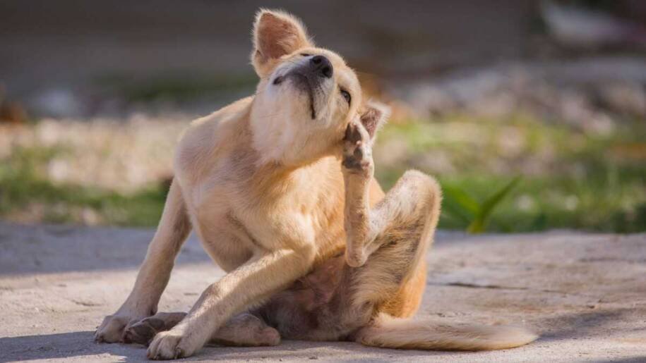Dra. Flávia Jávare alerta: primavera aumenta alergias em cães e gatos