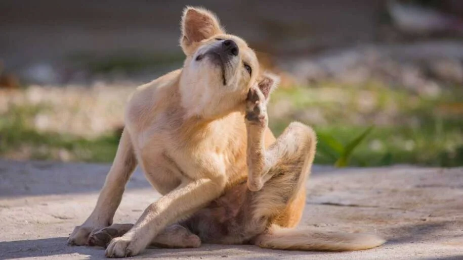 Dra. Flávia Jávare alerta: primavera aumenta alergias em cães e gatos