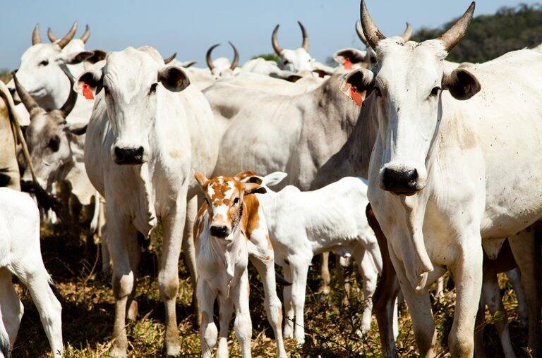 IBGE revela queda no rebanho bovino e recorde na produção agropecuária em 2025