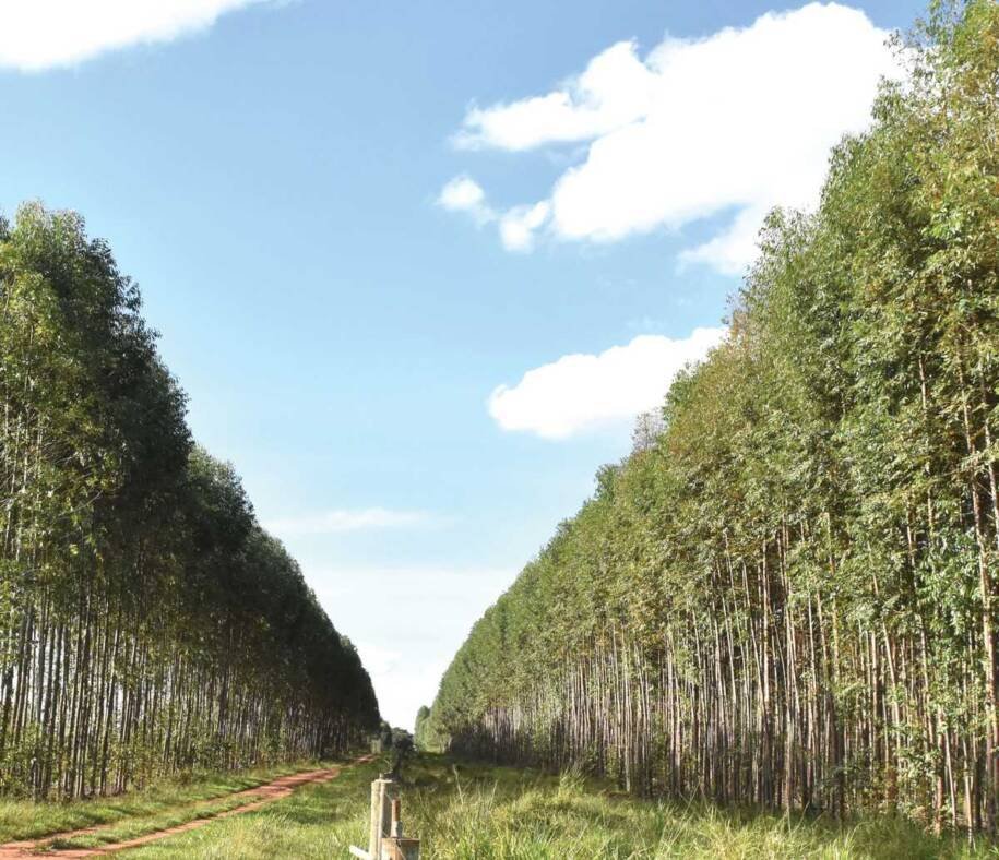 Mato Grosso do Sul registra R$ 5,65 bilhões em produção florestal em 2025