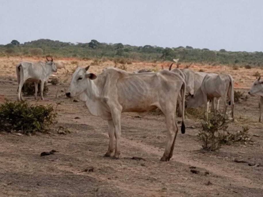 MPMS firma TAC com Ivan Martins de Souza e impõe prazo para cuidados em fazenda