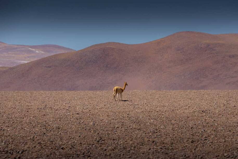 Paleontólogos revelam migração de carpinchos e fósseis surpreendentes no Atacama