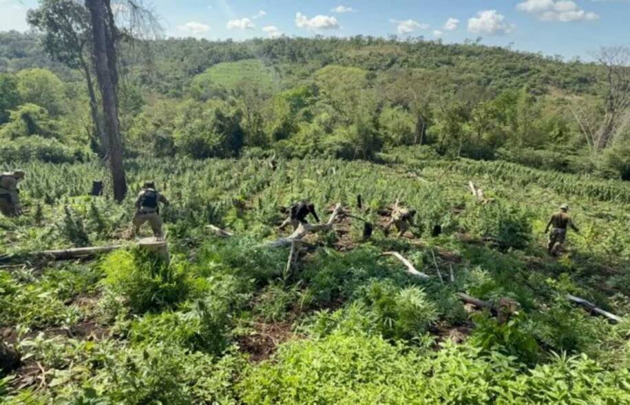 SENAD destrói plantação de maconha em Colônia Capitán Raúl Ocampos Rojas; prejuízo de R$ 22,42 milhões