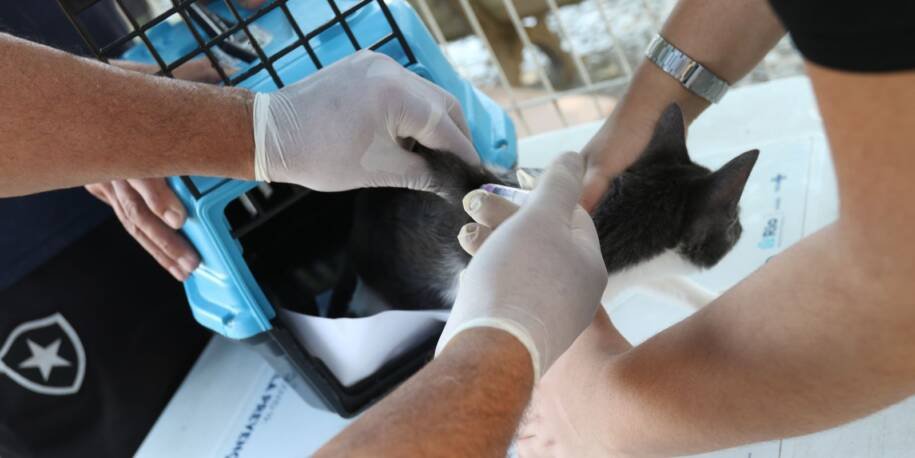 SES-RJ confirma raiva em cão na Zona Oeste e alerta sobre morcegos perigosos