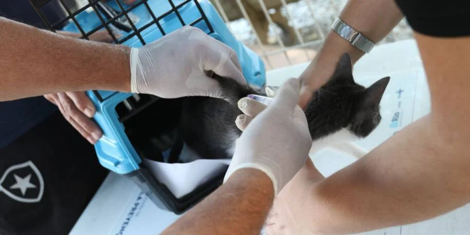 SES-RJ confirma raiva em cão na Zona Oeste e alerta sobre morcegos perigosos