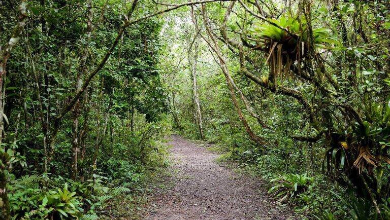 Unesco reconhece Mata Atlântica como Patrimônio Mundial e protege biodiversidade