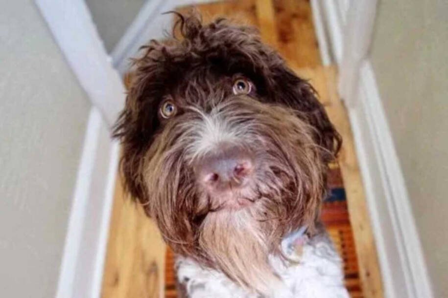 Cachorro Cecil destrói 4 mil dólares e casal se surpreende com recuperação