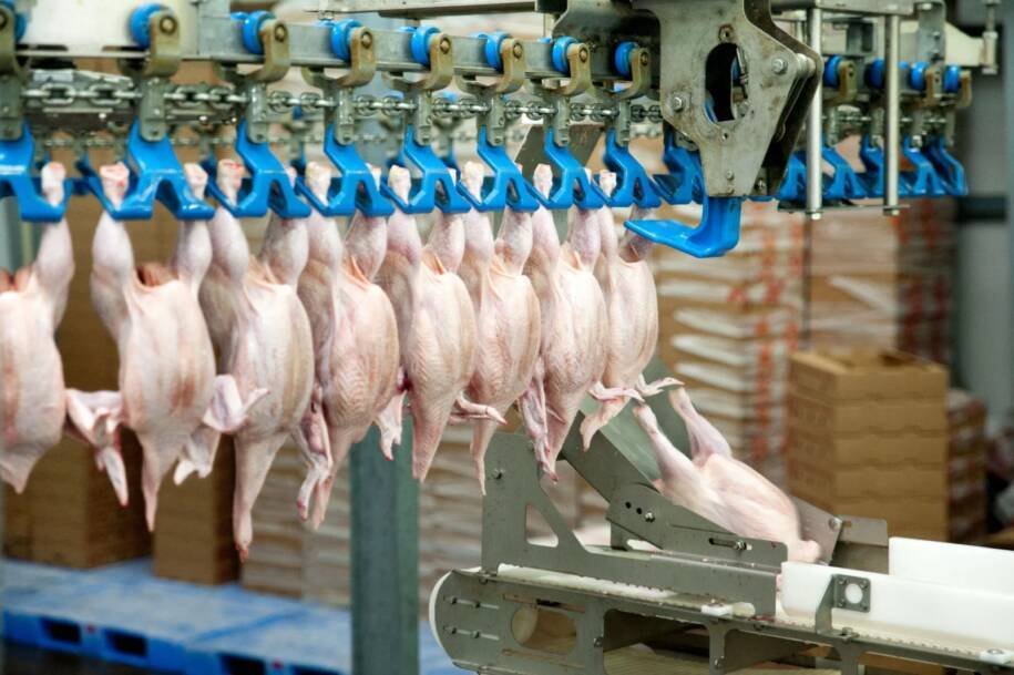 China Aumenta Produção de Frango e Desafia Brasil como Maior Exportador
