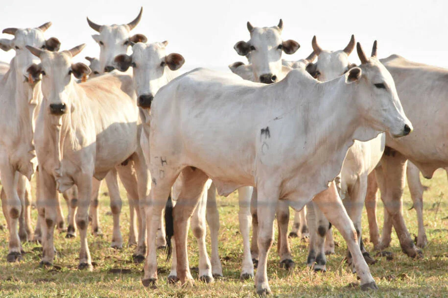 China impõe tarifa de 67% à carne bovina brasileira e frigoríficos reagem