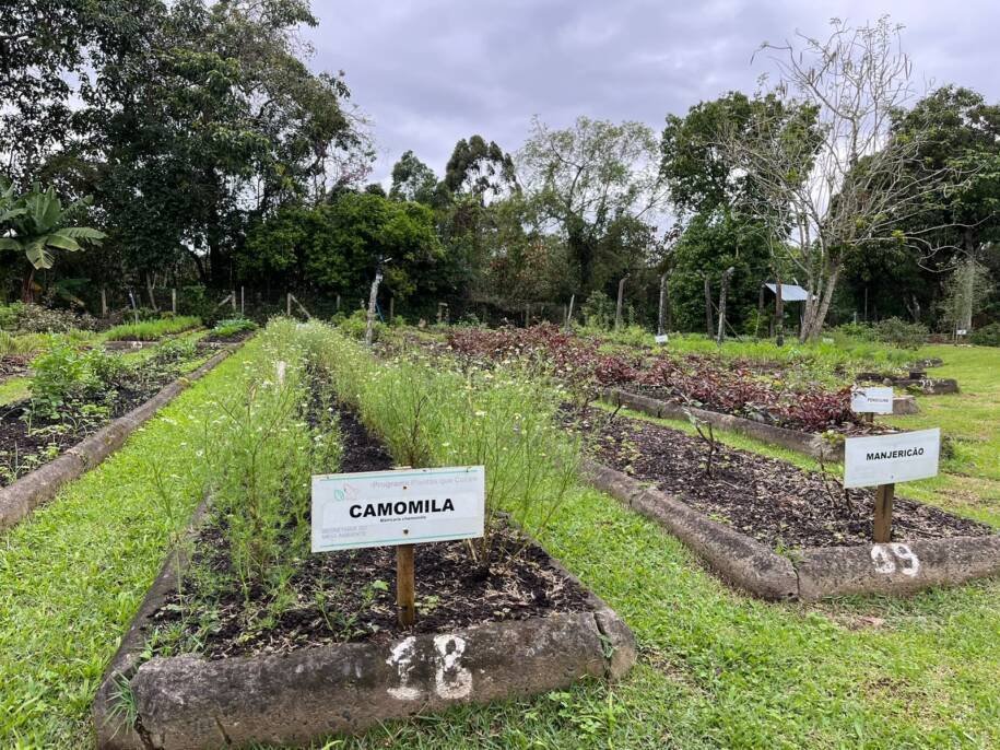 Complexo Fitoterápico de Balneário Camboriú oferece chás gratuitos e tinturas